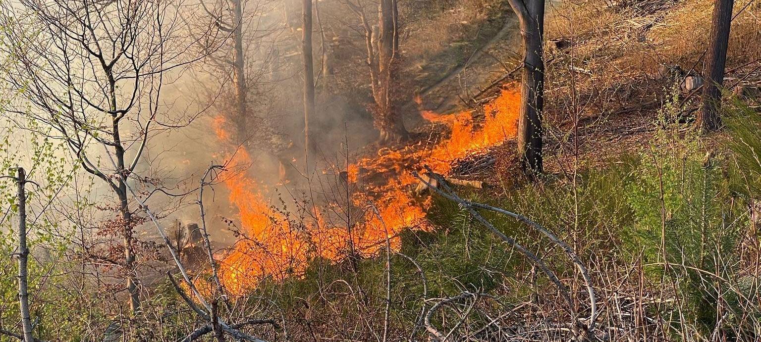 Waldbrände: Das Bergische ist Risikogebiet in NRW