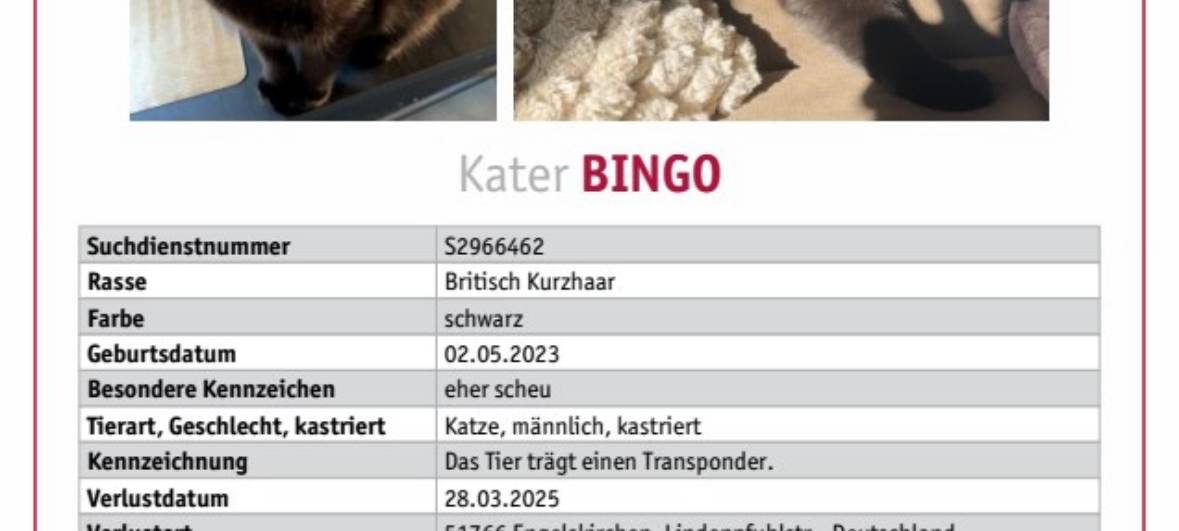 Wer hat Kater Bingo gesehen?
