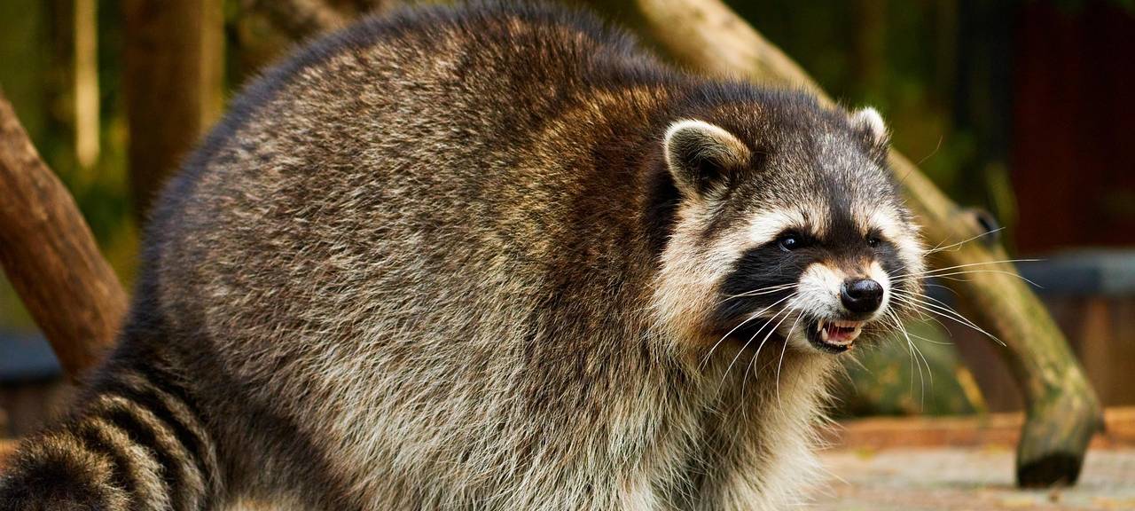 Waschbär sorgt für Probleme in bergischen Wäldern