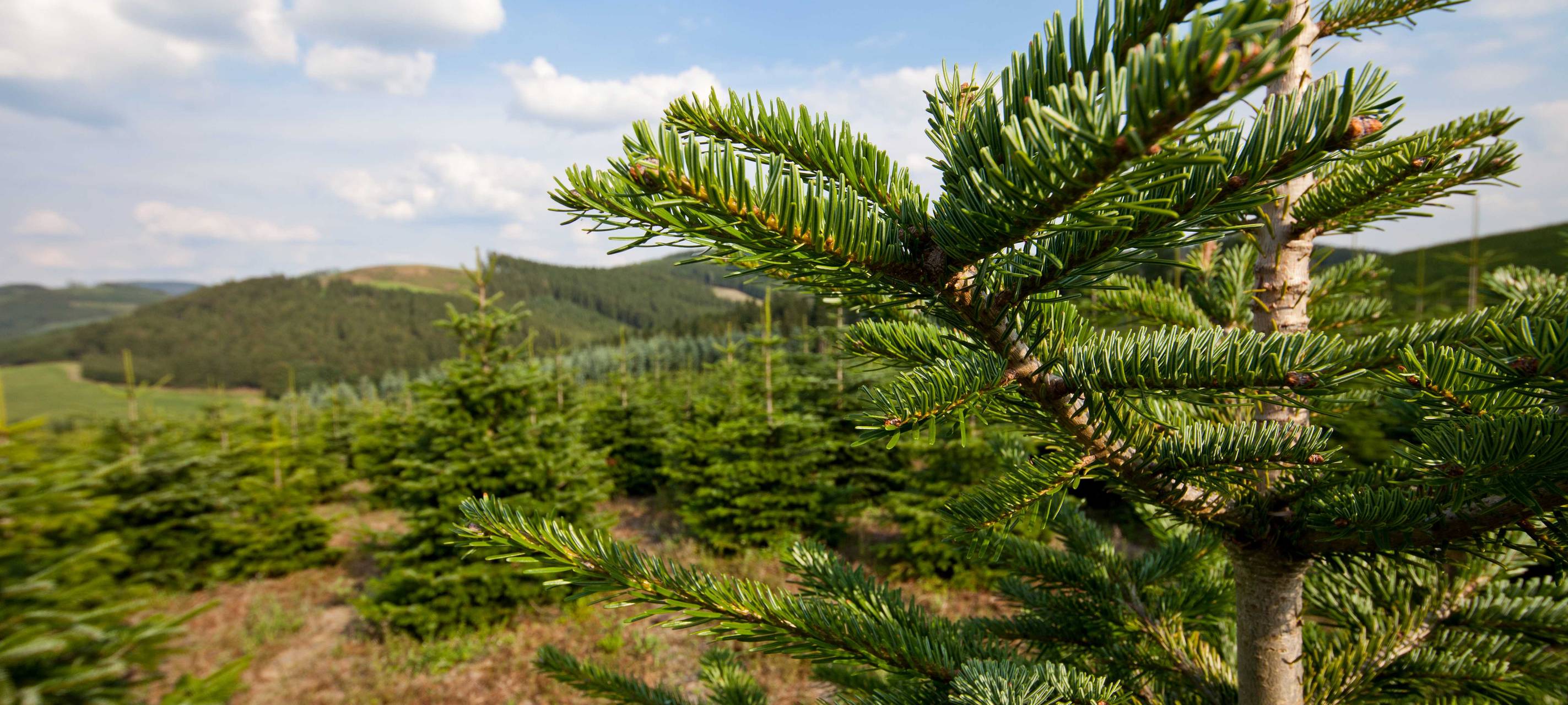 Bergische Weihnachtsbaum-Preise bleiben stabil