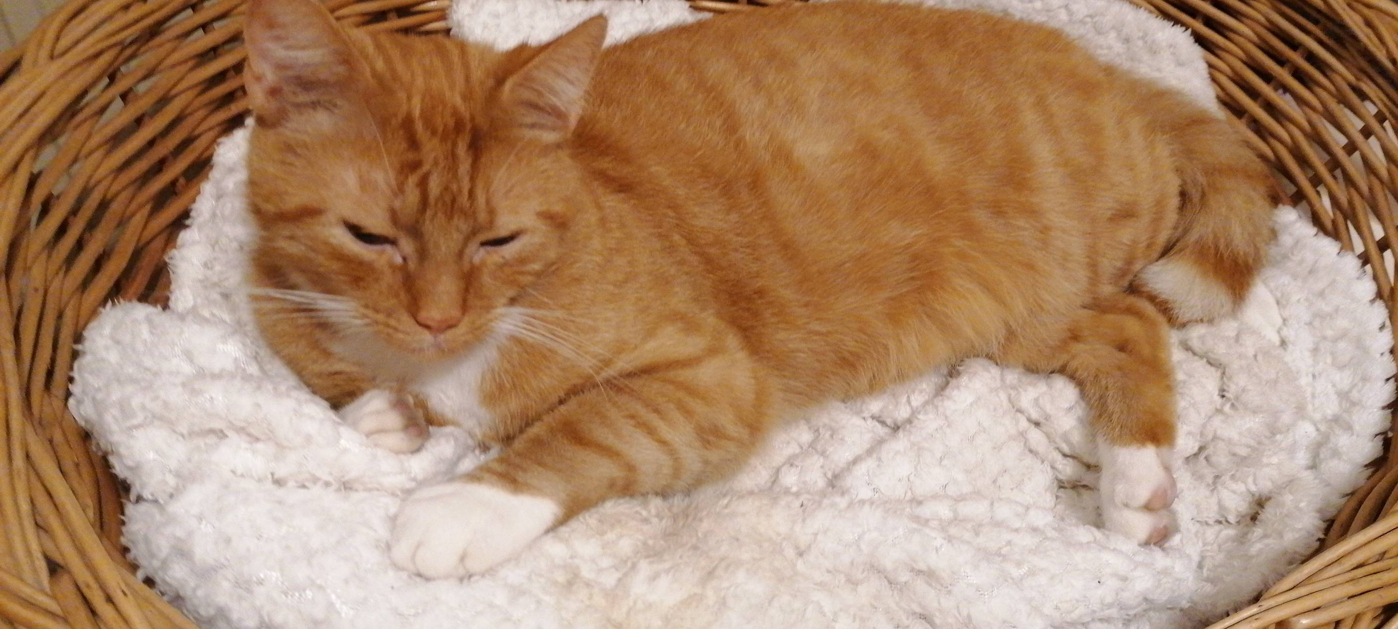 Wer hat Urmel gesehen?