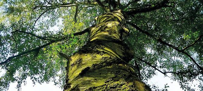 Wald-Inventur: Waldflächen im Bergischen gewachsen