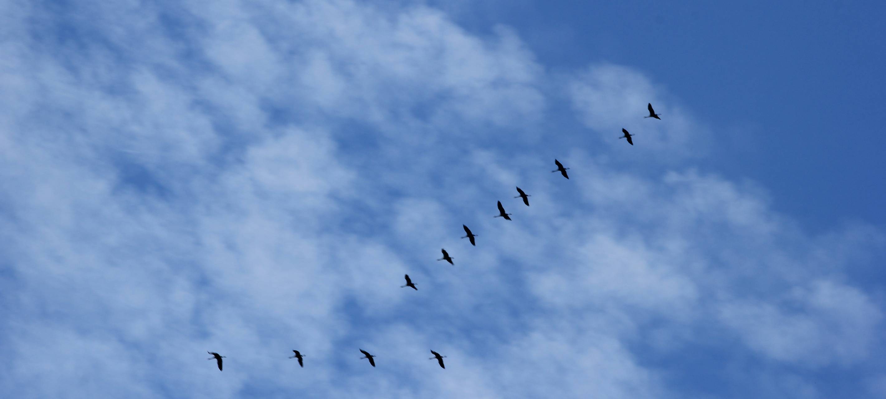 Vogelgrippe- Kreise rufen zu erhöhter Vorsicht auf