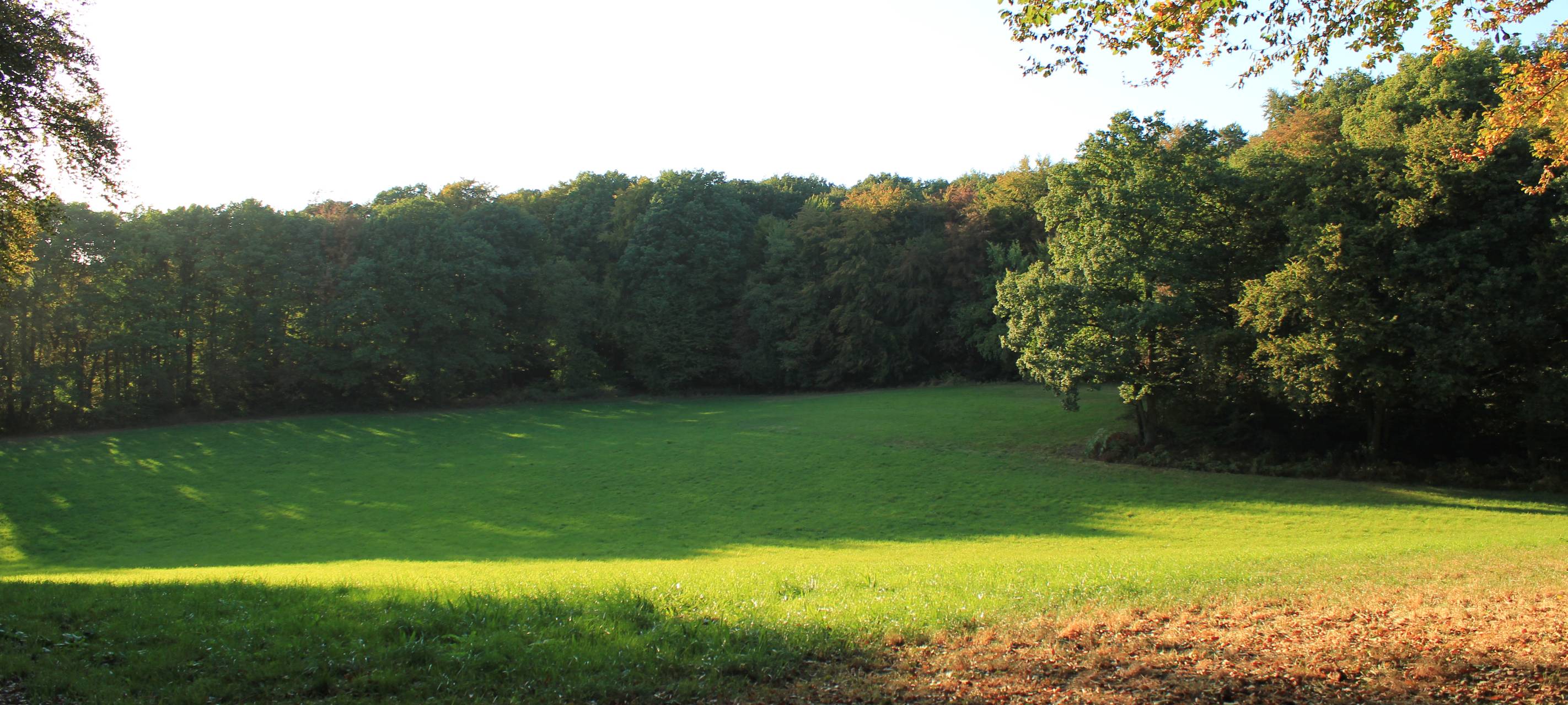 Wald Bergisches Land