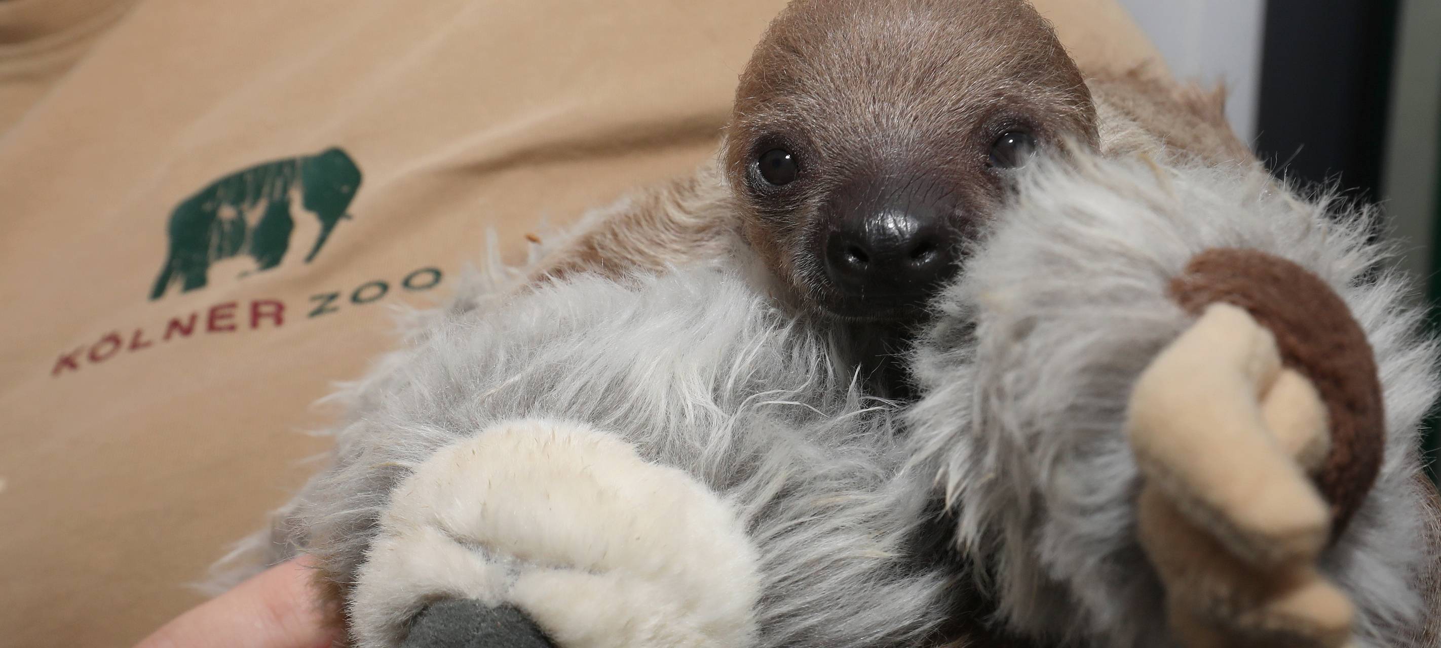 Faultier-Baby im Kölner Zoo geboren