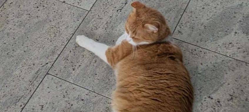 Kater Lui in Rösrath entlaufen