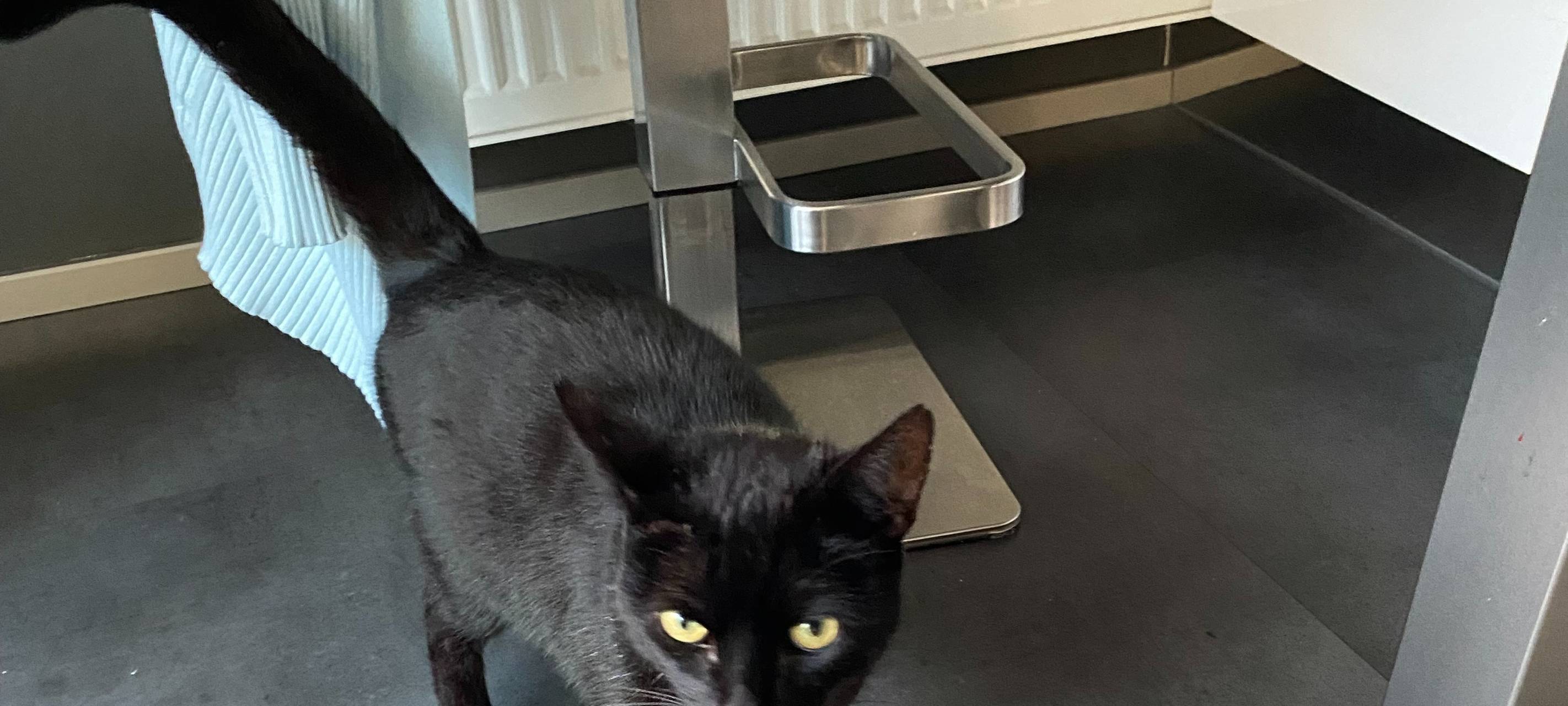 Katze in Bergisch Gladbach zugelaufen!