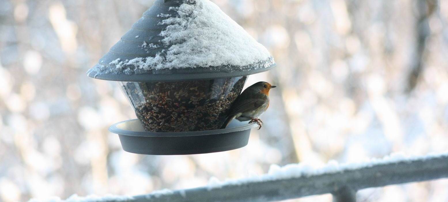 Vogelzählung: Stunde der Wintervögel