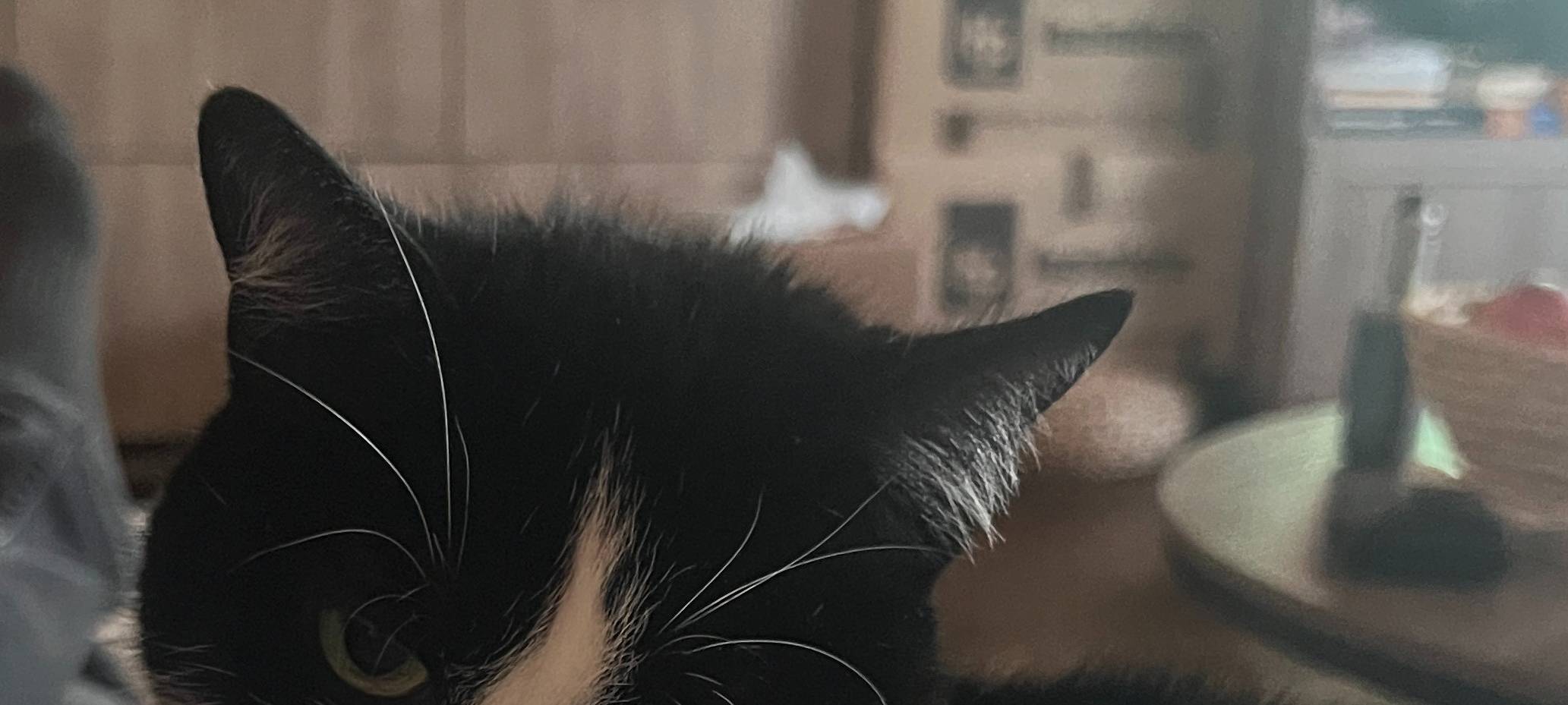 Chichi ist abgehauen