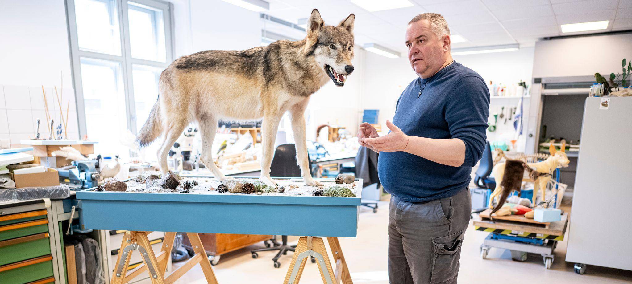 Was macht ein Präparator mit einem totem Wolf
