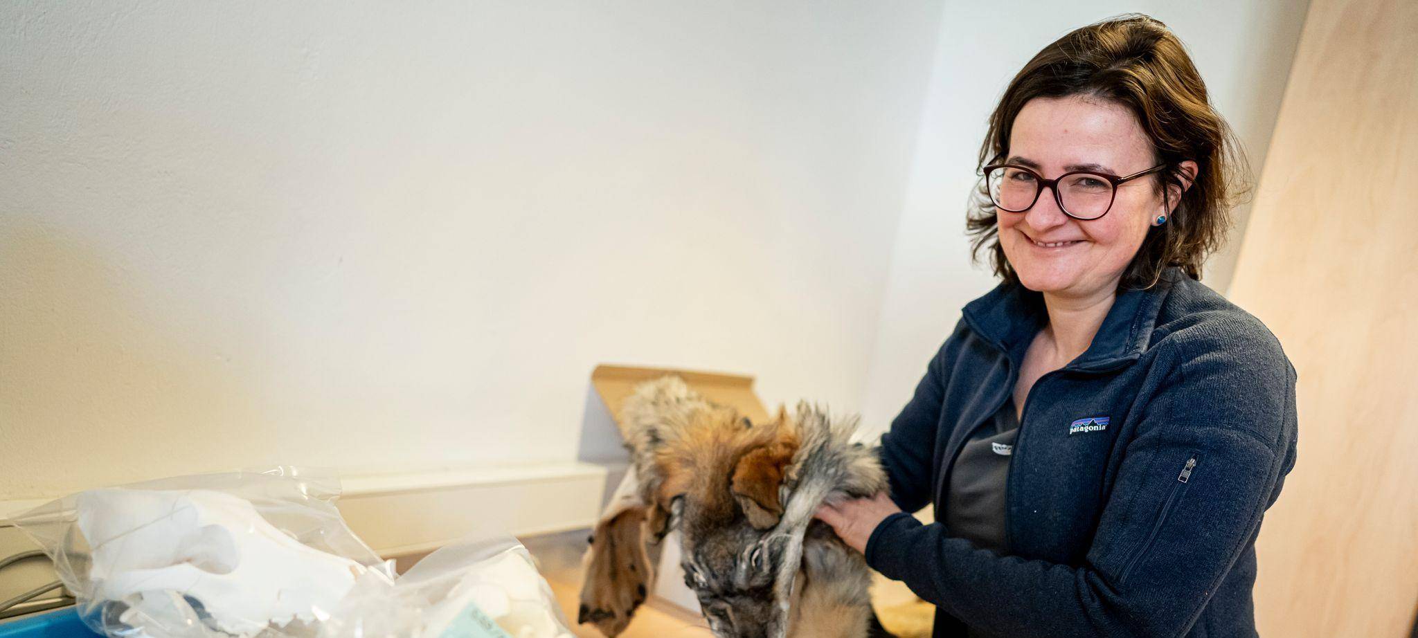 Was macht ein Präparator mit einem totem Wolf