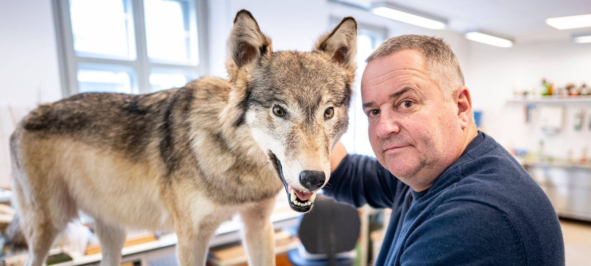 Was macht ein Präparator mit einem totem Wolf