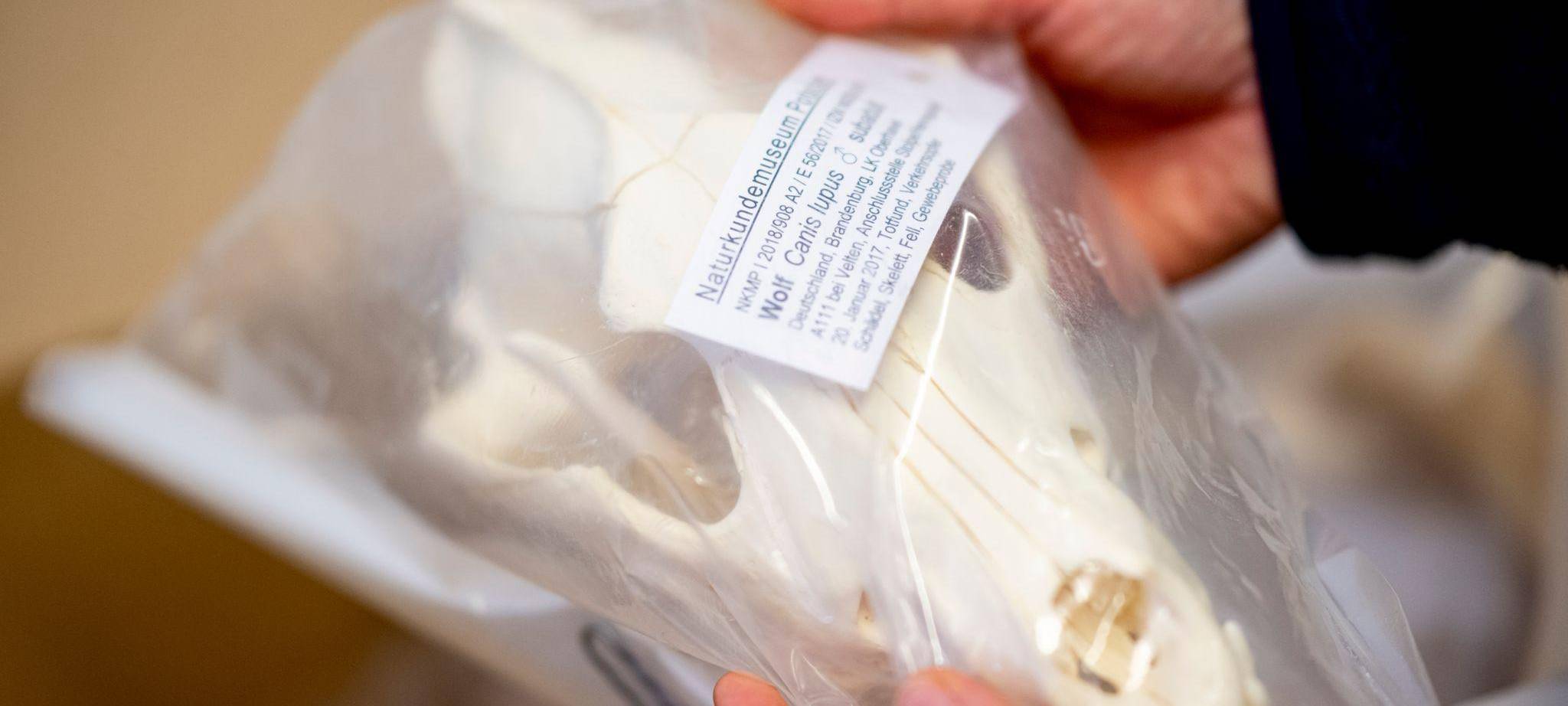 Was macht ein Präparator mit einem totem Wolf