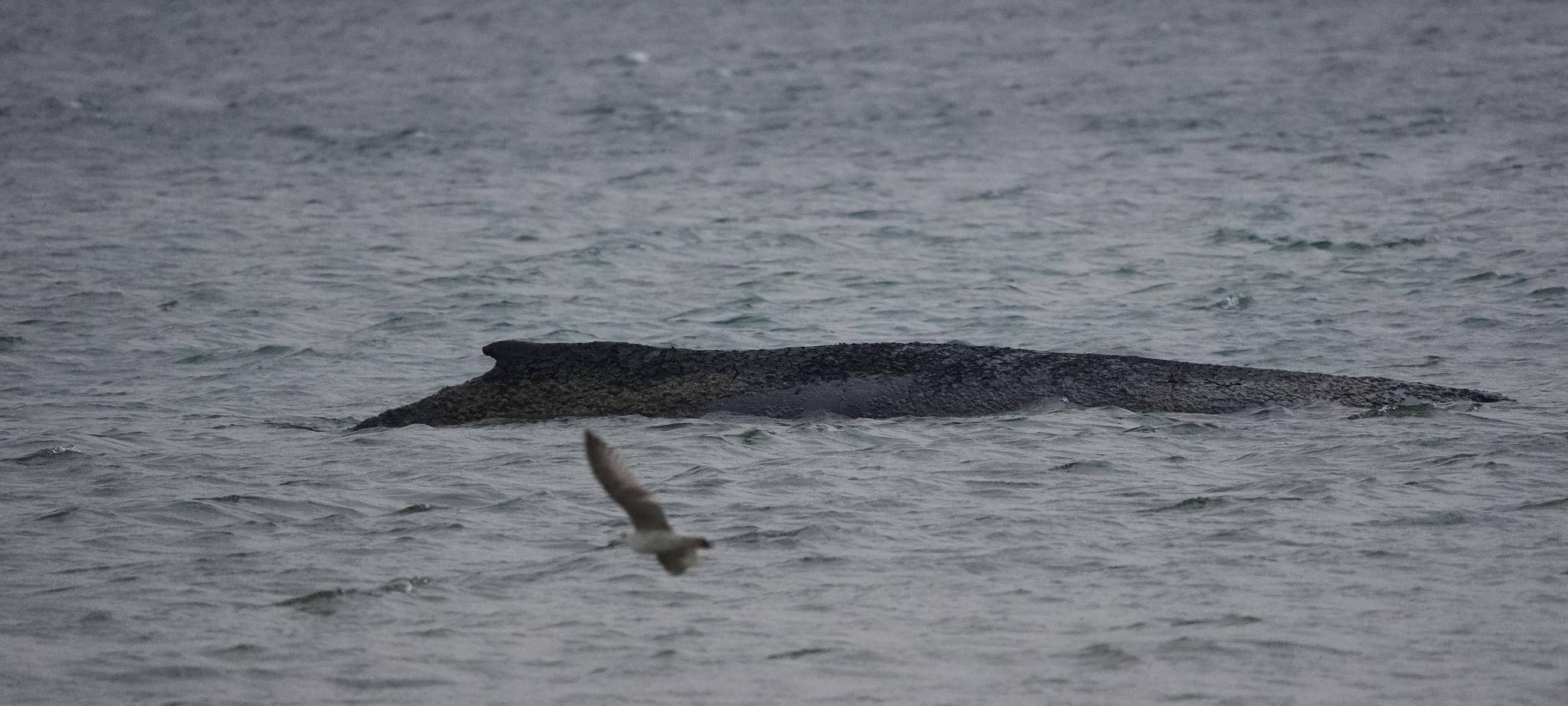 Wal an der Ostseeküste gestrandet