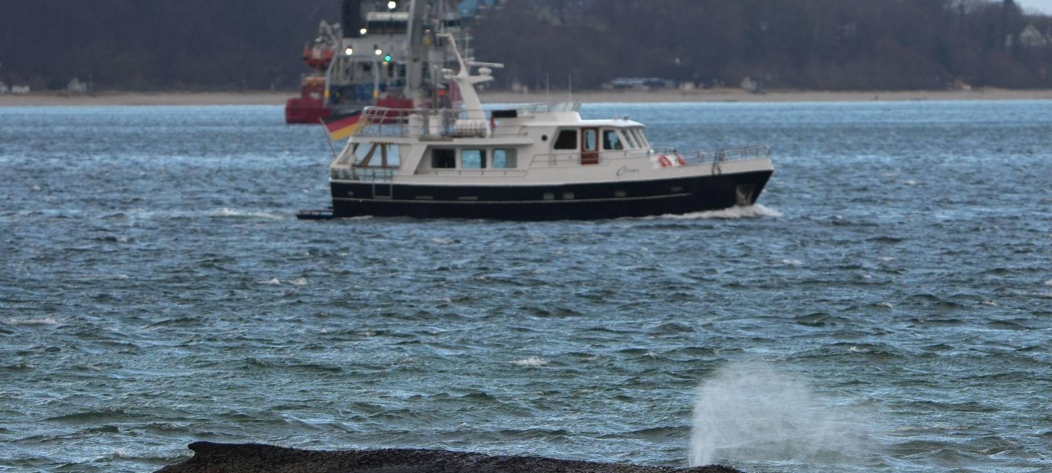 Wal an der Ostseeküste gestrandet