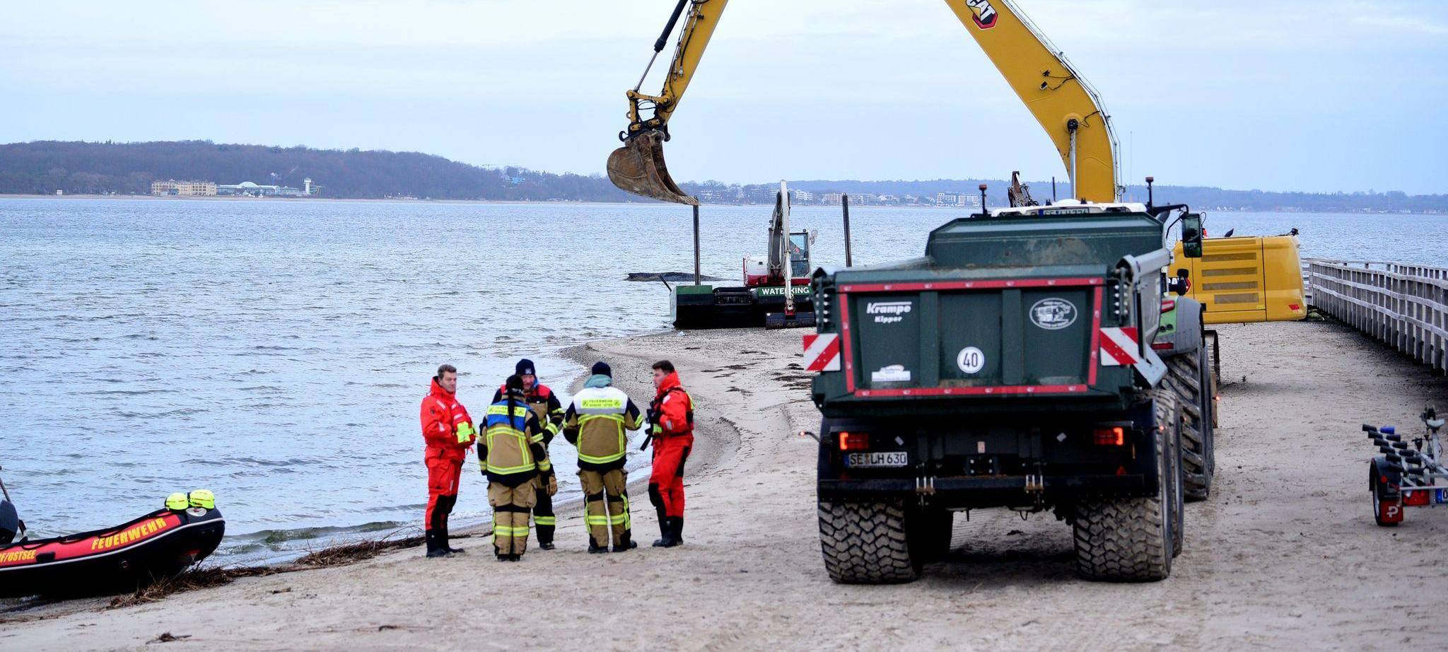 Wal an der Ostseeküste gestrandet