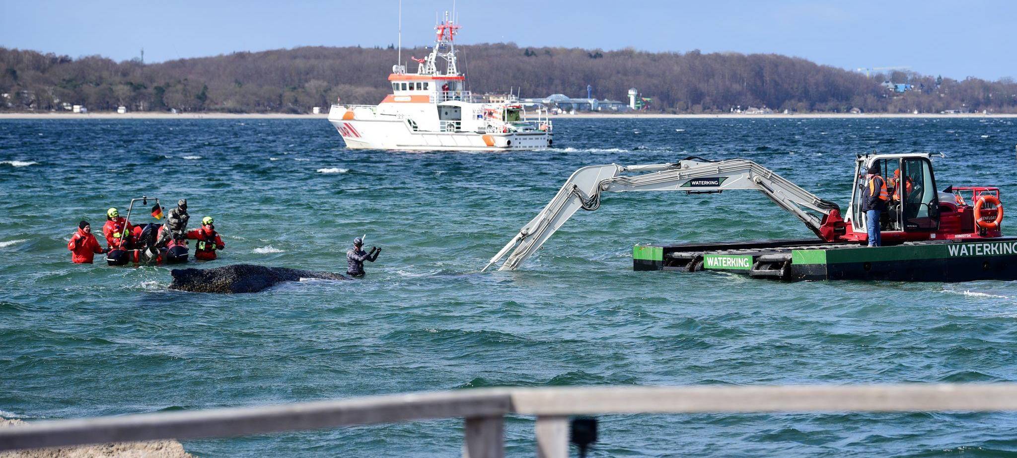 Wal an der Ostseeküste gestrandet