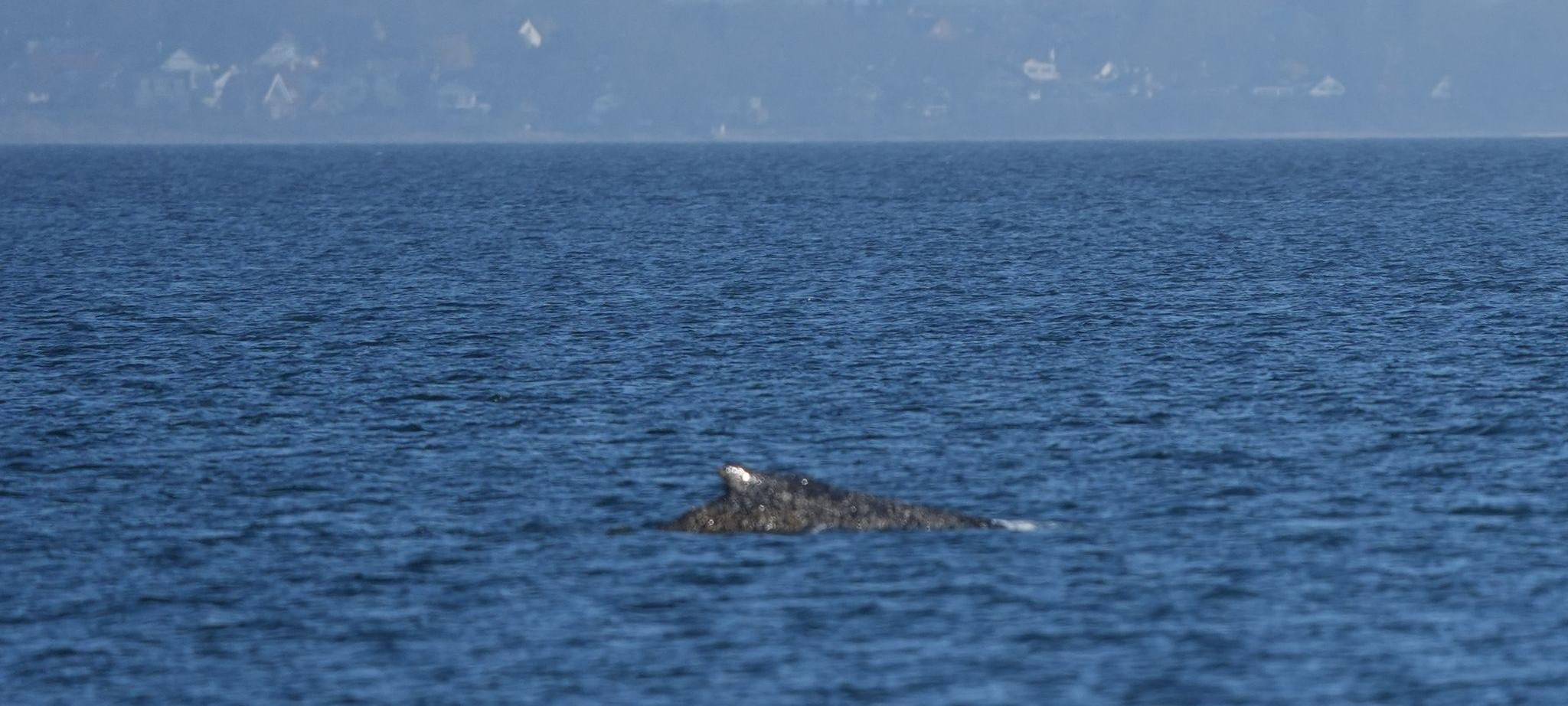 Wal an der Ostseeküste wieder frei