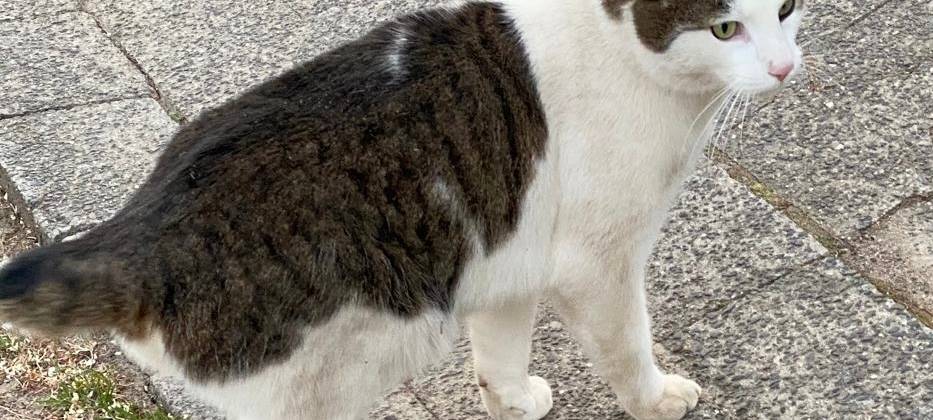 Kater Crazy in Marienheide vermisst