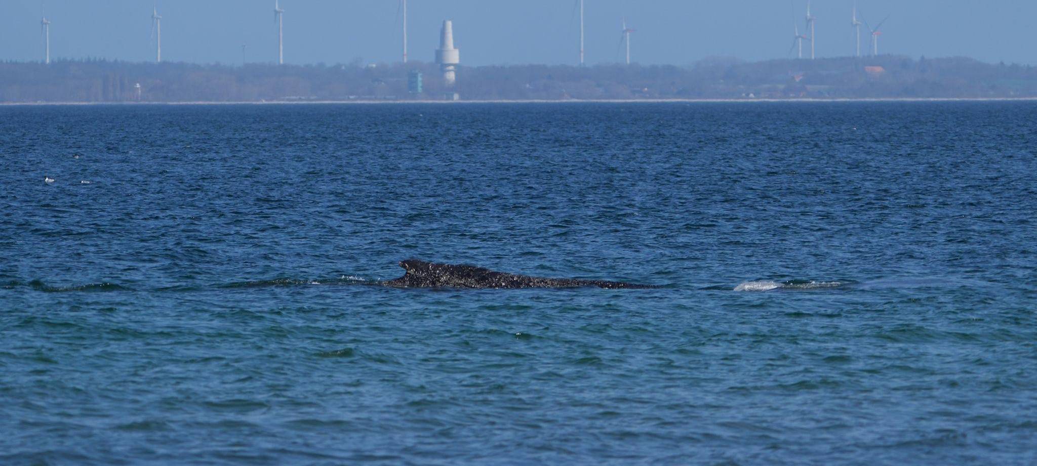 Wal an der Ostseeküste wieder frei