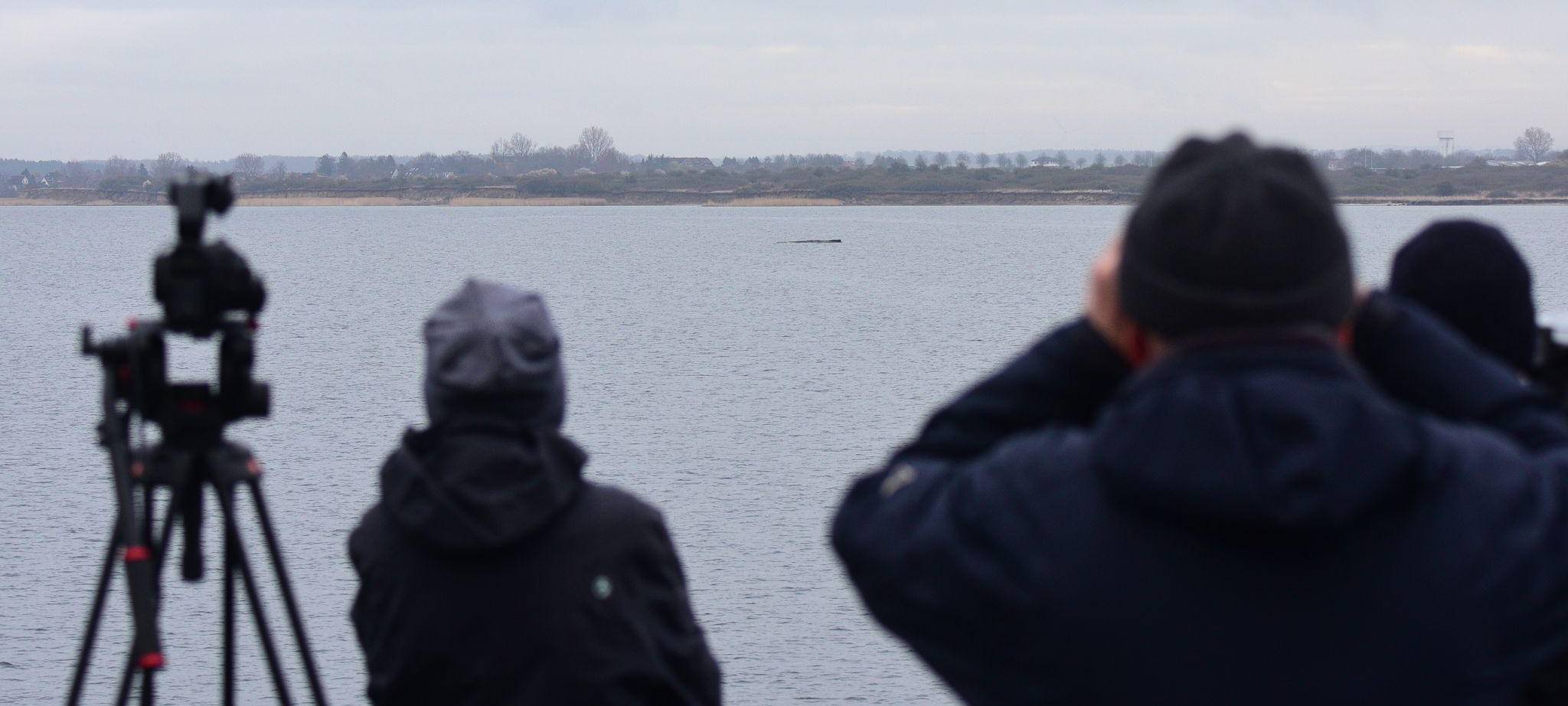 Wal erneut gestrandet