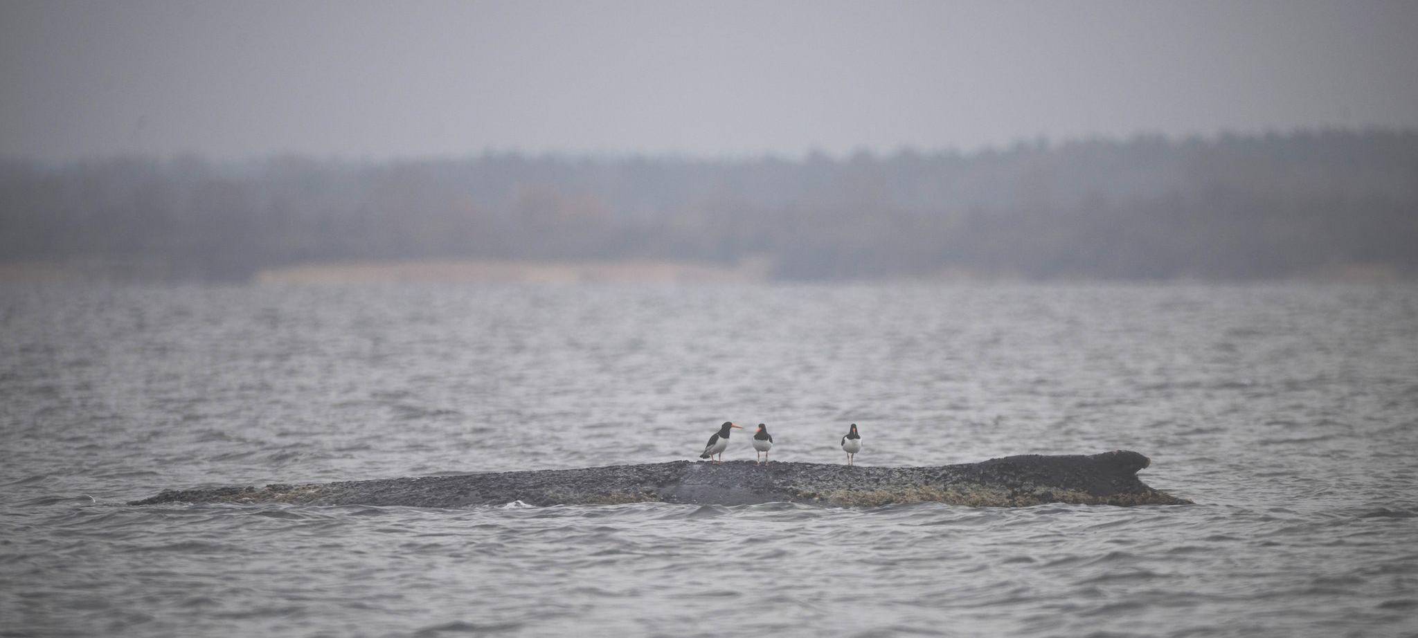 Rettungsaktion für Buckelwal