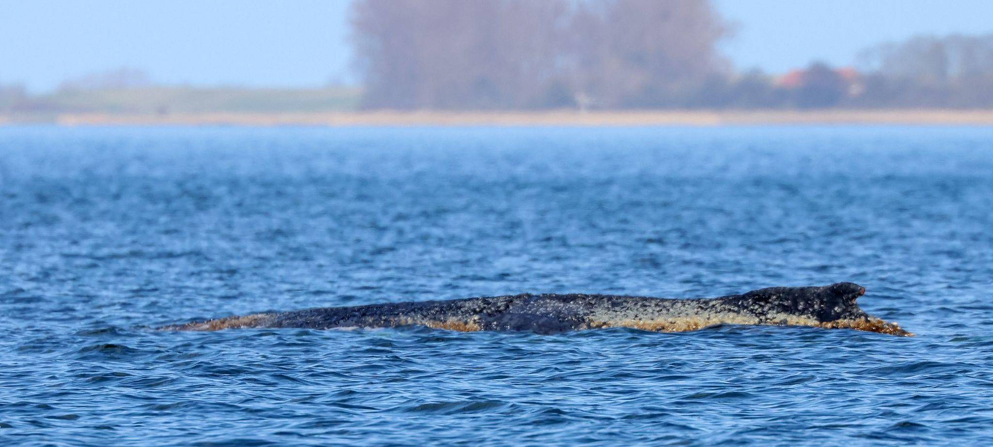 Buckelwal liegt weiter in Wismarbucht