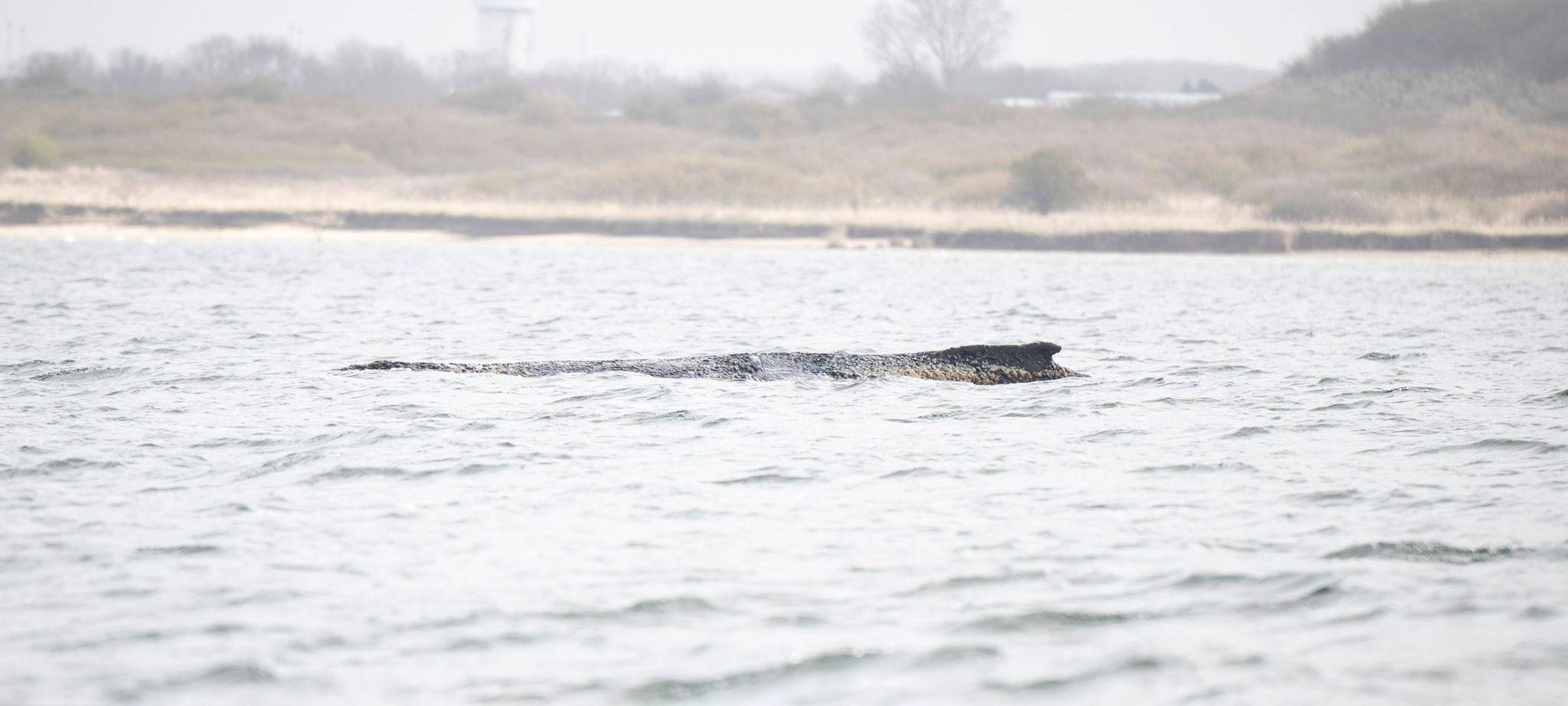 Rettungsaktion für Buckelwal in Wismarer Bucht