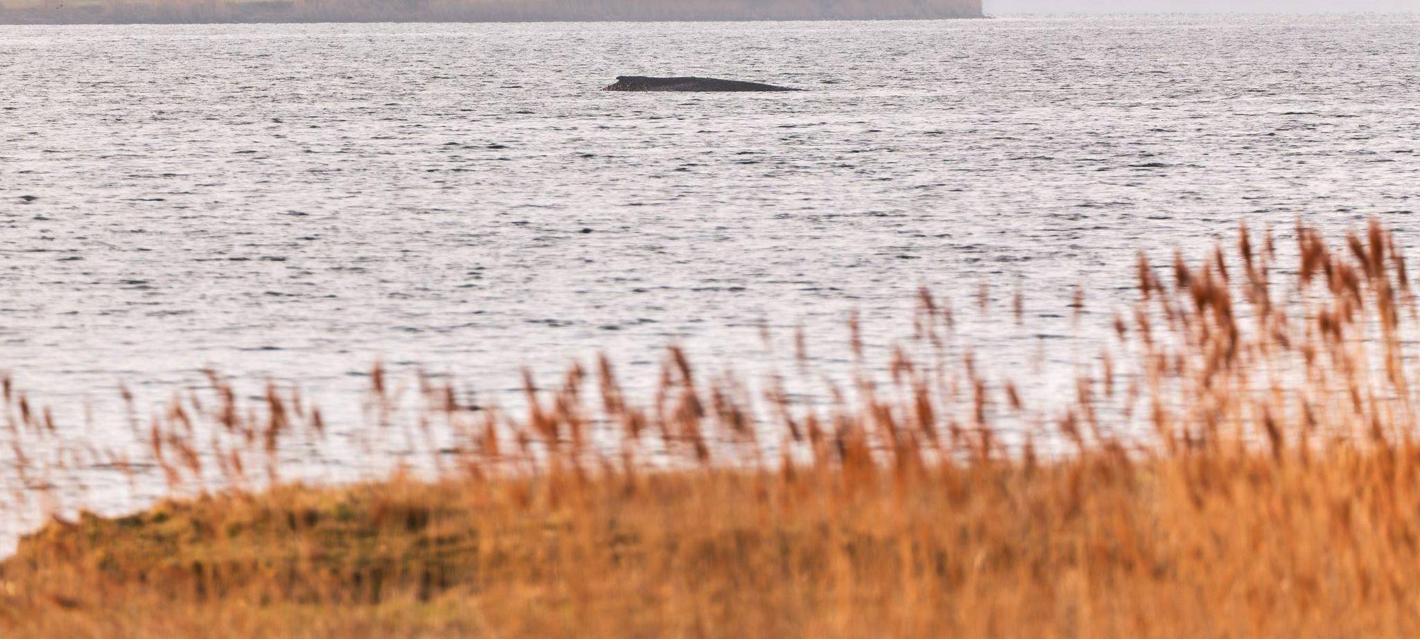 Buckelwal sitzt weiterhin vor Insel Poel fest