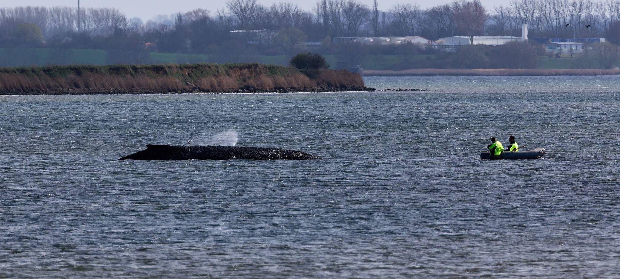Buckelwal liegt weiter in Wismarbucht
