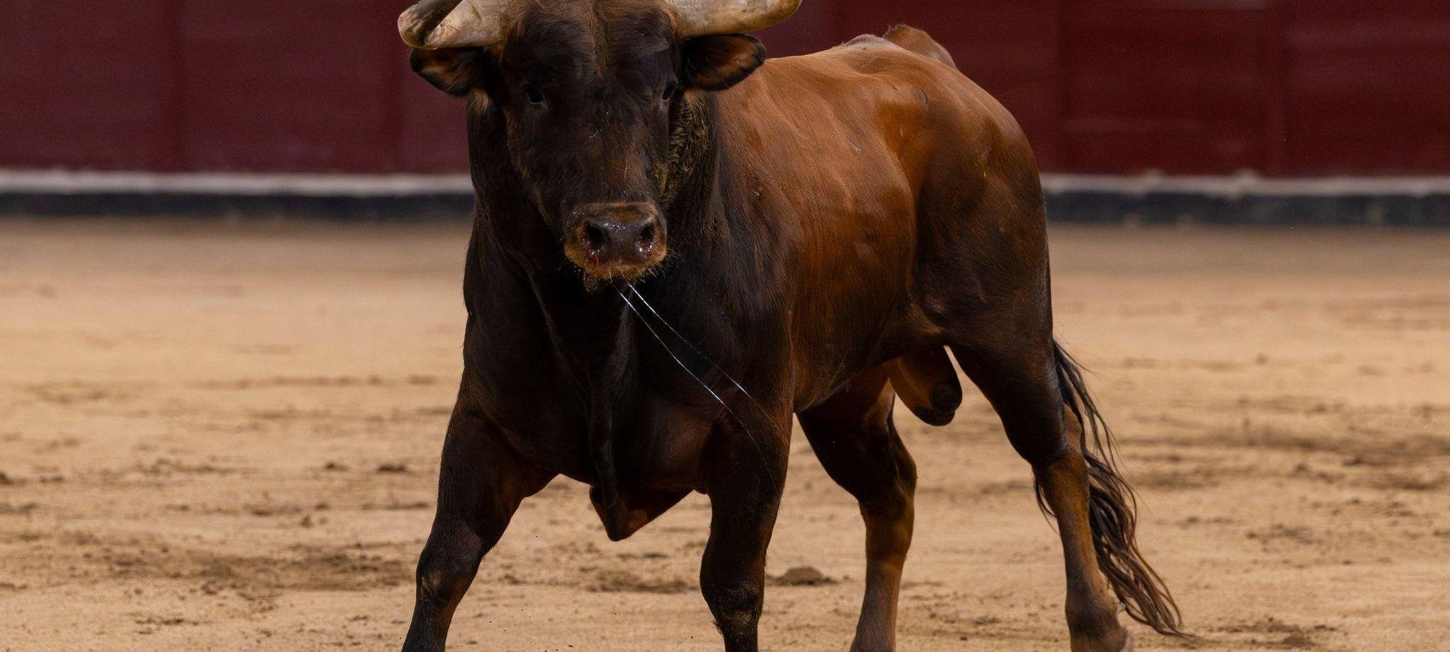 Stierkampf in Spanien