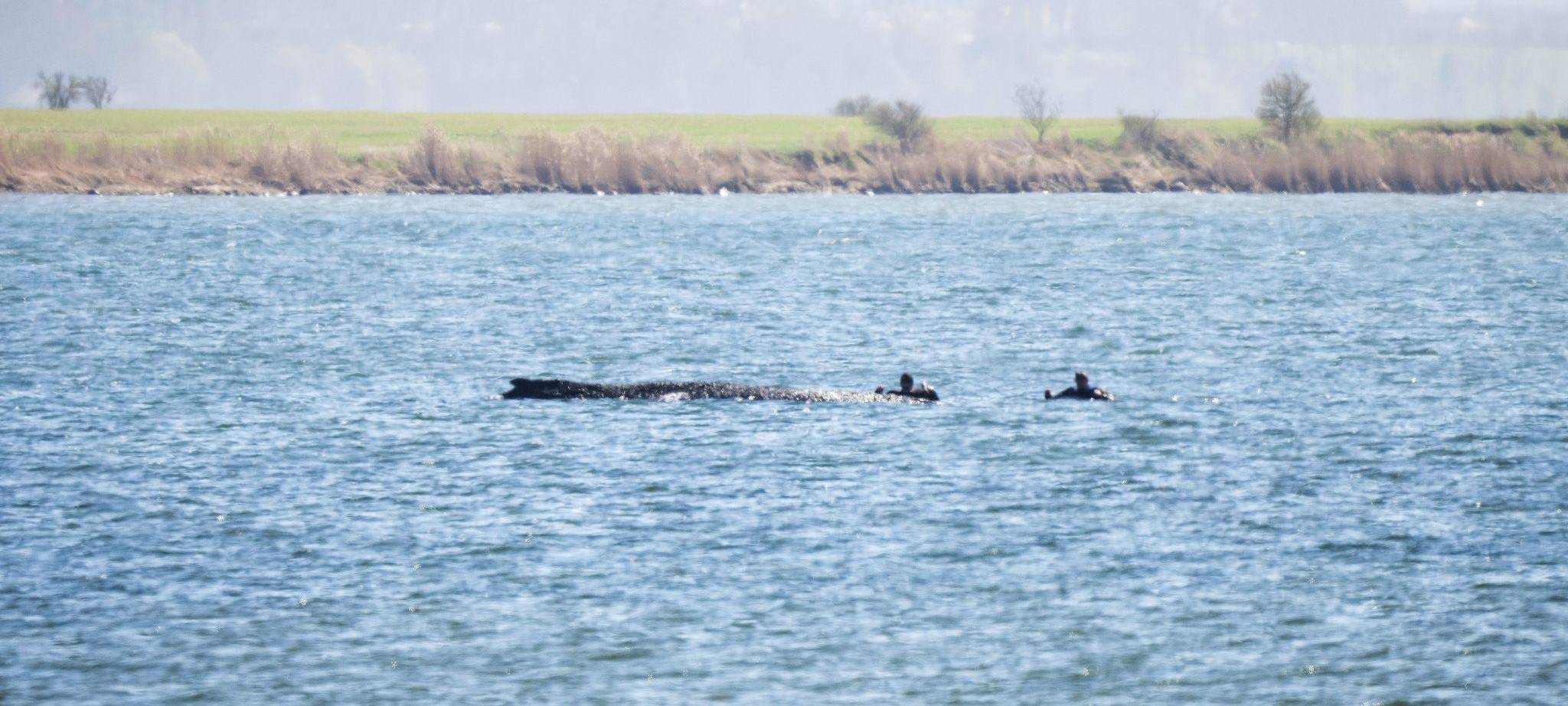 Buckelwal liegt weiter in Wismarer Bucht