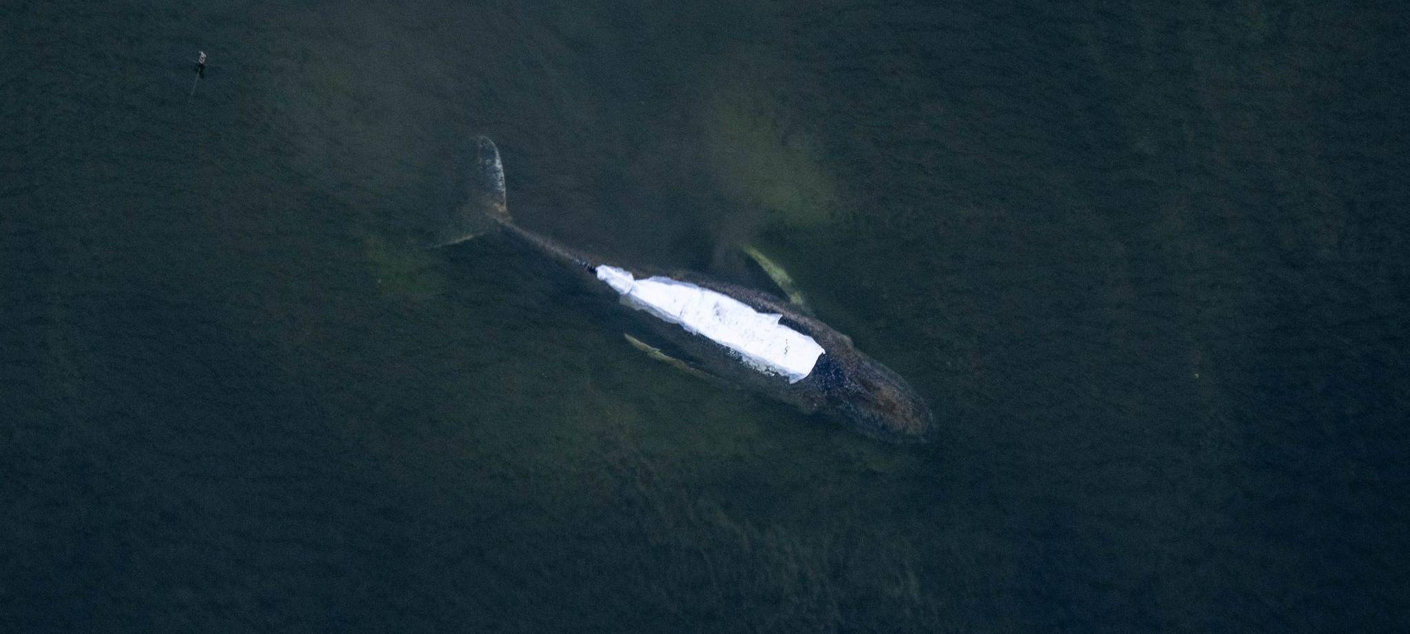Rettungsaktion für den Buckelwal