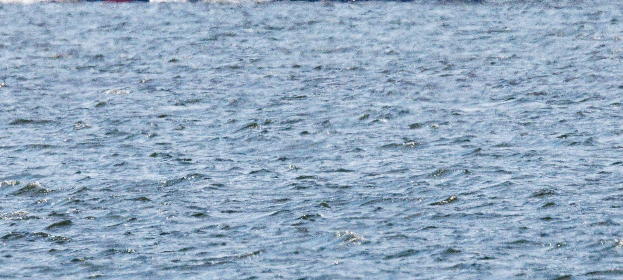 Gestrandeter Buckelwal ist geschwommen