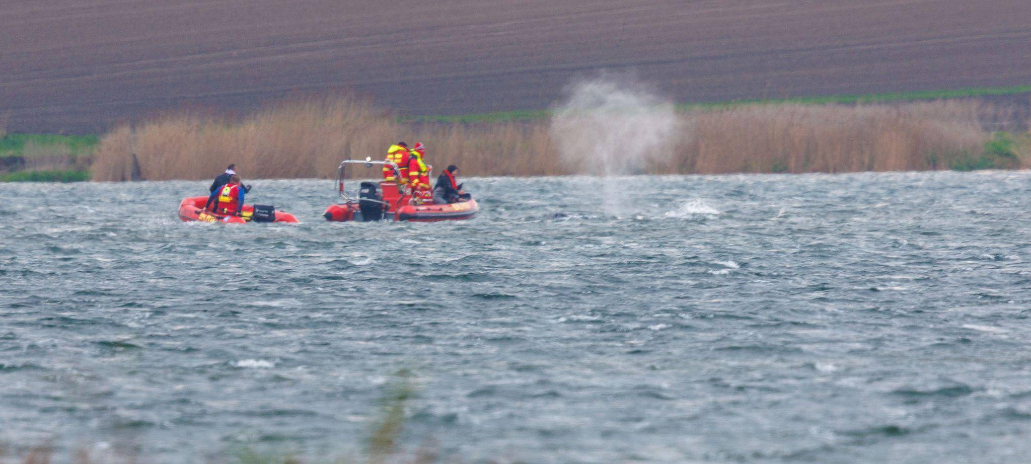Gestrandeter Buckelwal ist geschwommen