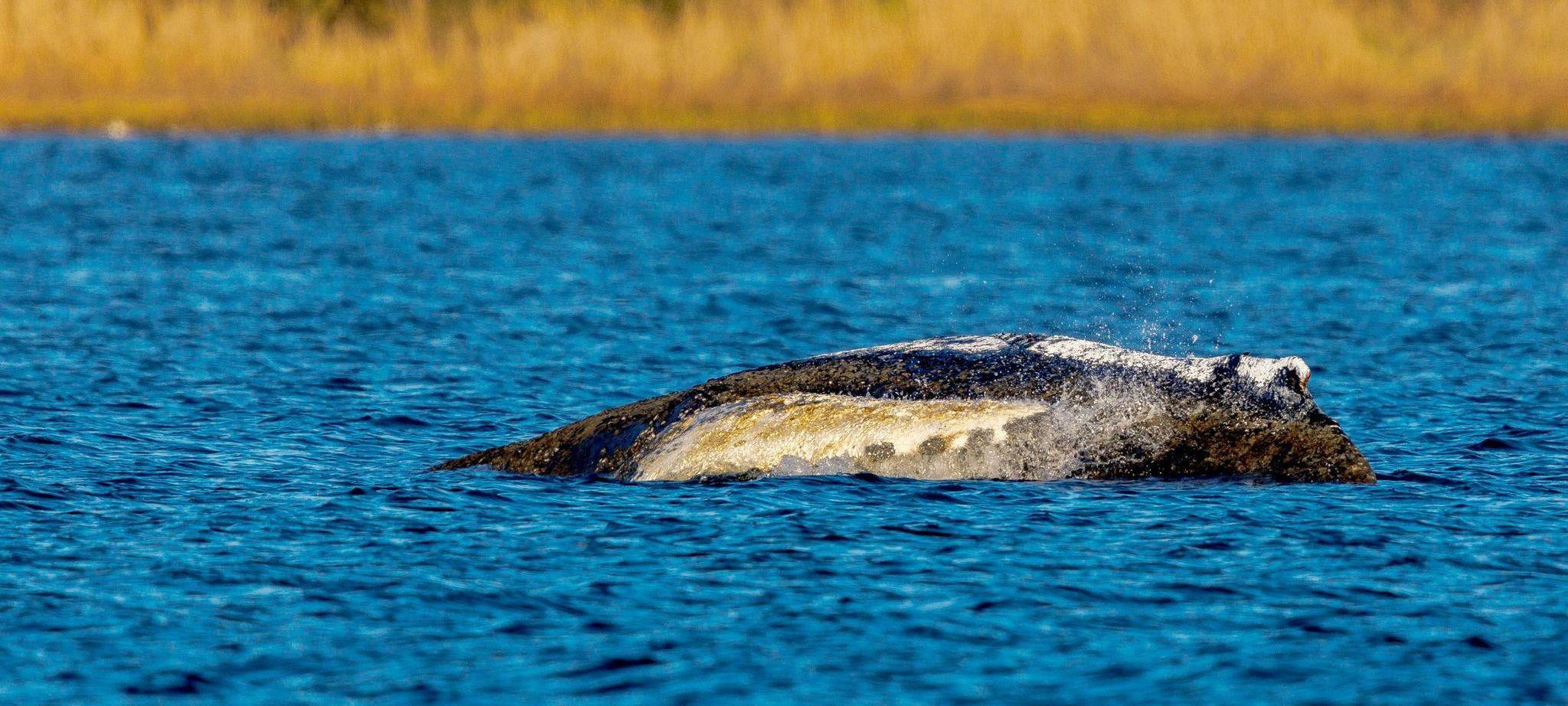 Rettungsaktion für den Buckelwal