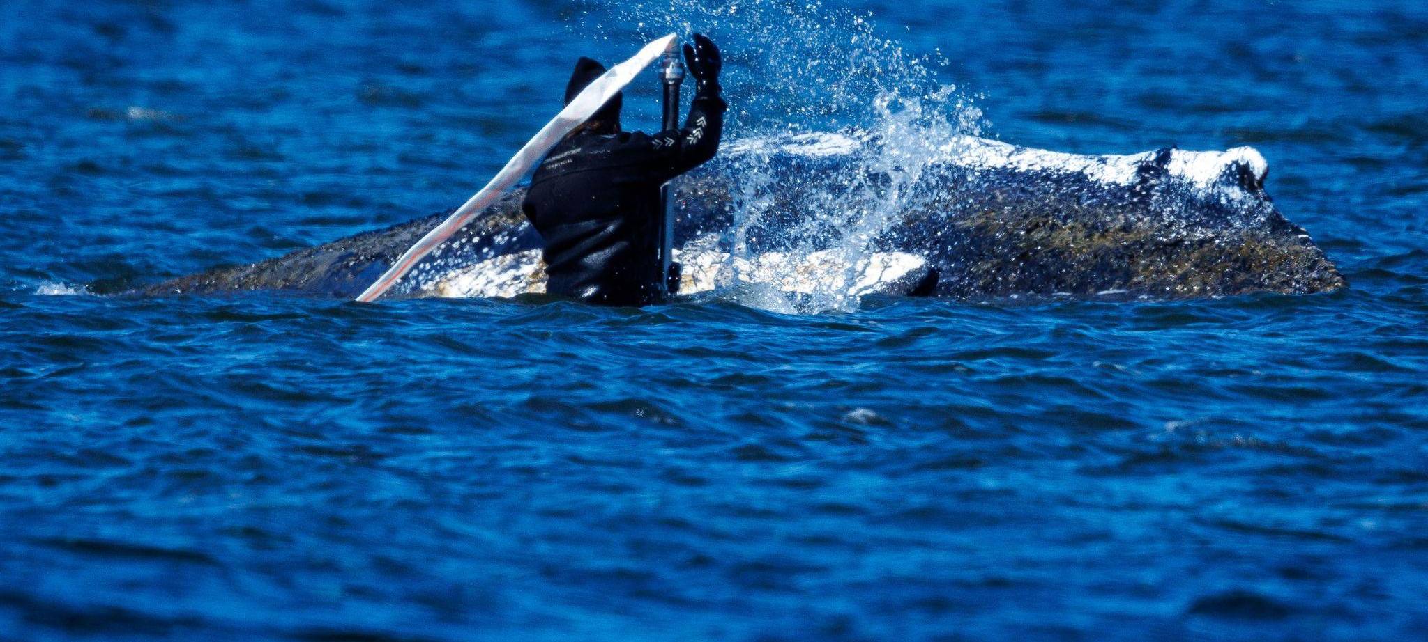 Weitere Entwicklung zum Buckelwal in der Ostsee