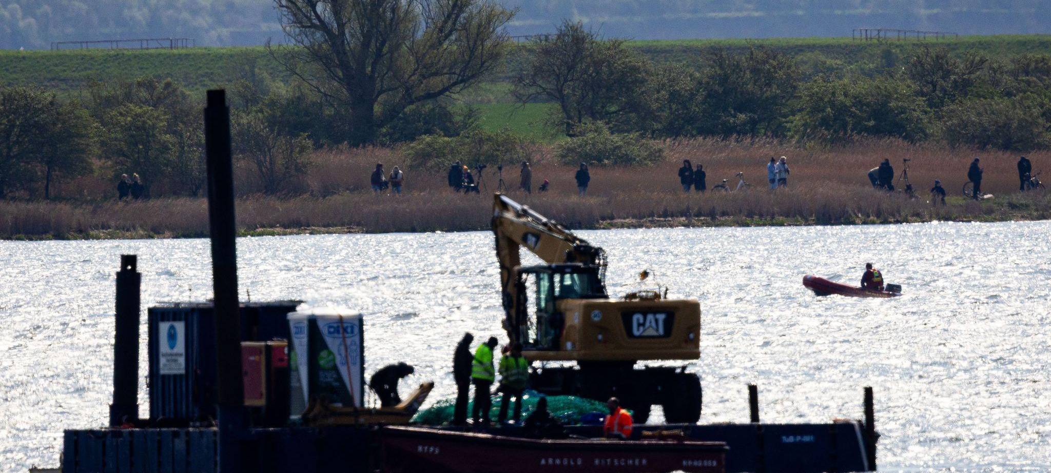 Gestrandeter Buckelwal