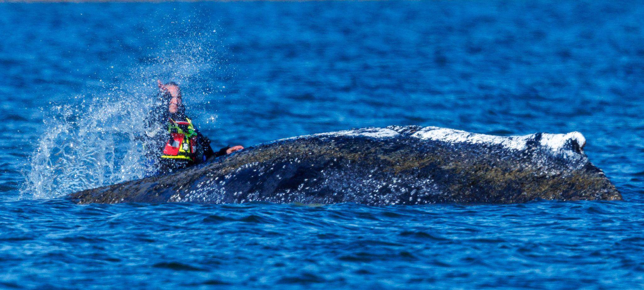 Weitere Entwicklung zum Buckelwal in der Ostsee