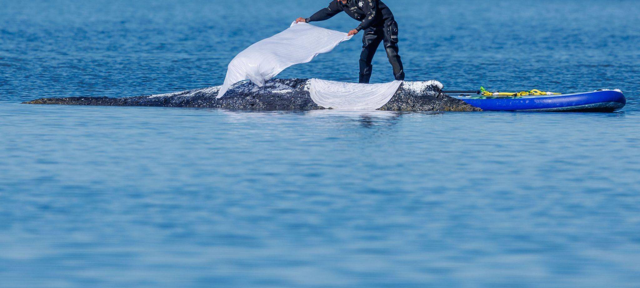 Weitere Entwicklung zum Buckelwal in der Ostsee