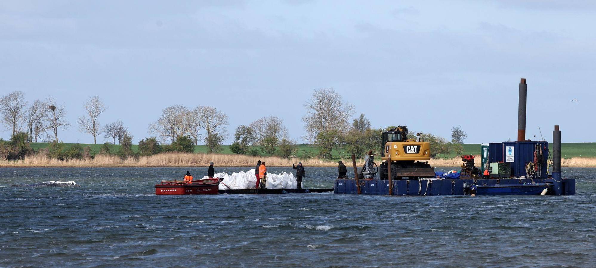 Rettungsaktion für den Buckelwal