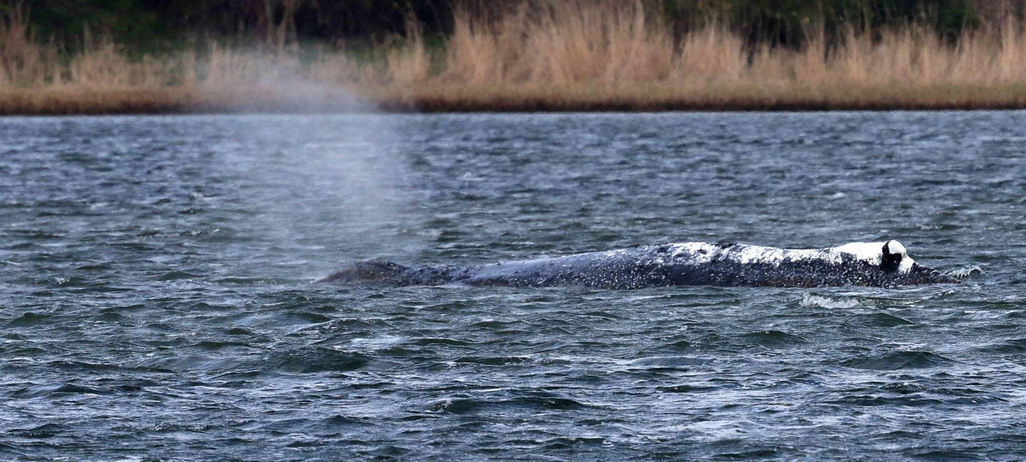 Weitere Entwicklung zum Buckelwal in der Ostsee