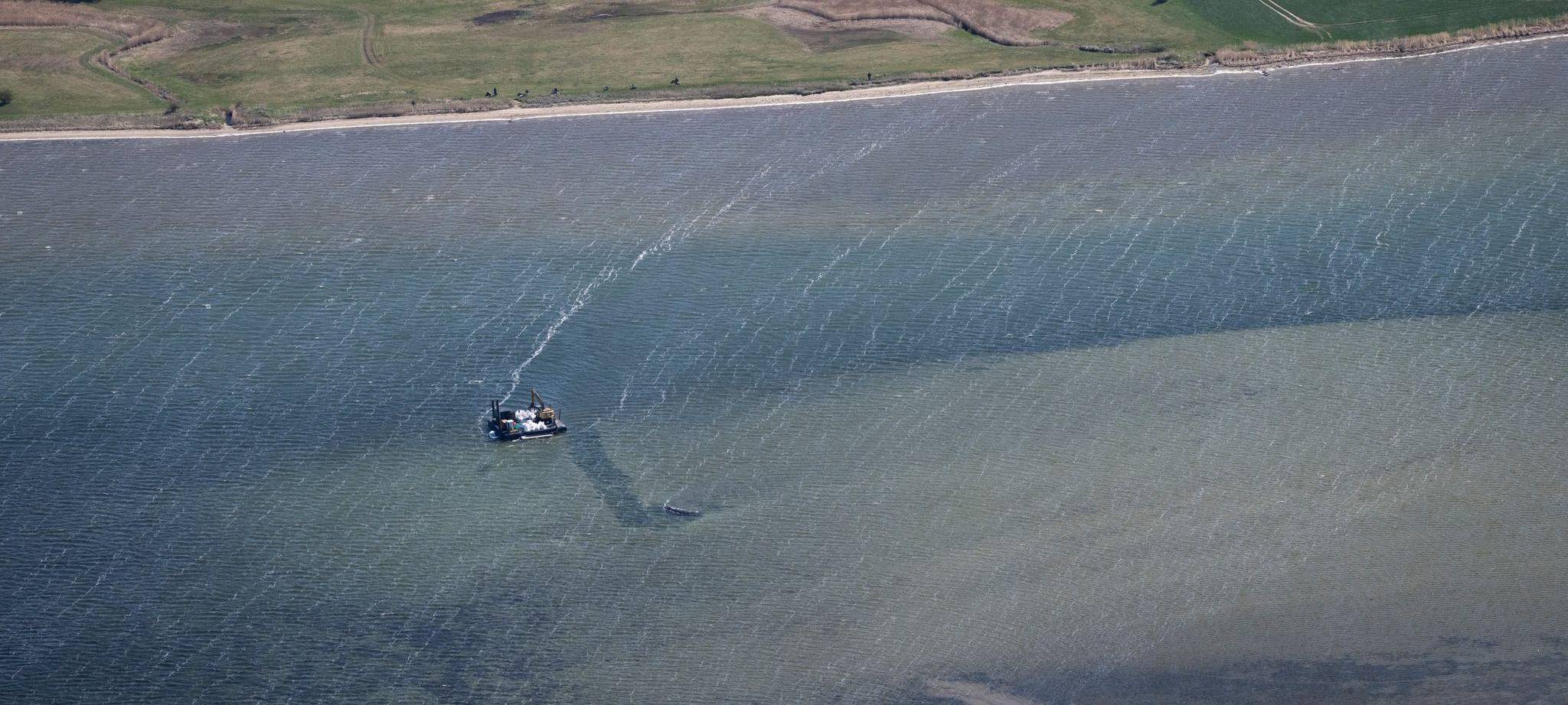 Ministerium duldet möglichen Transport des Buckelwals