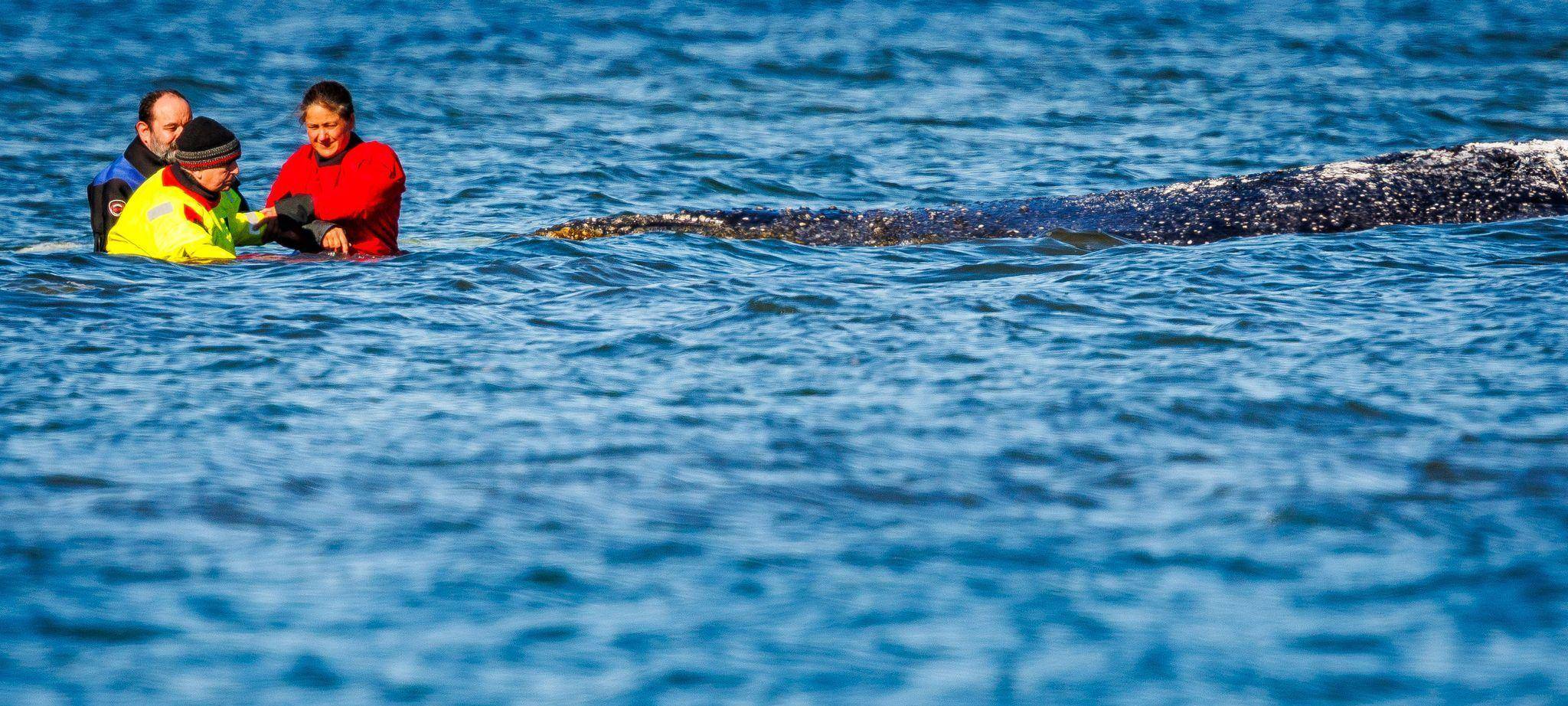 Weitere Entwicklung zum Buckelwal in der Ostsee