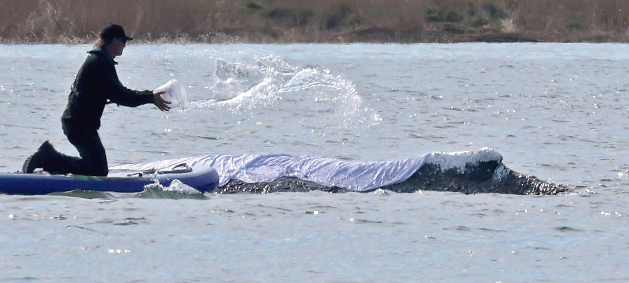 Weitere Entwicklung zum Buckelwal in der Ostsee