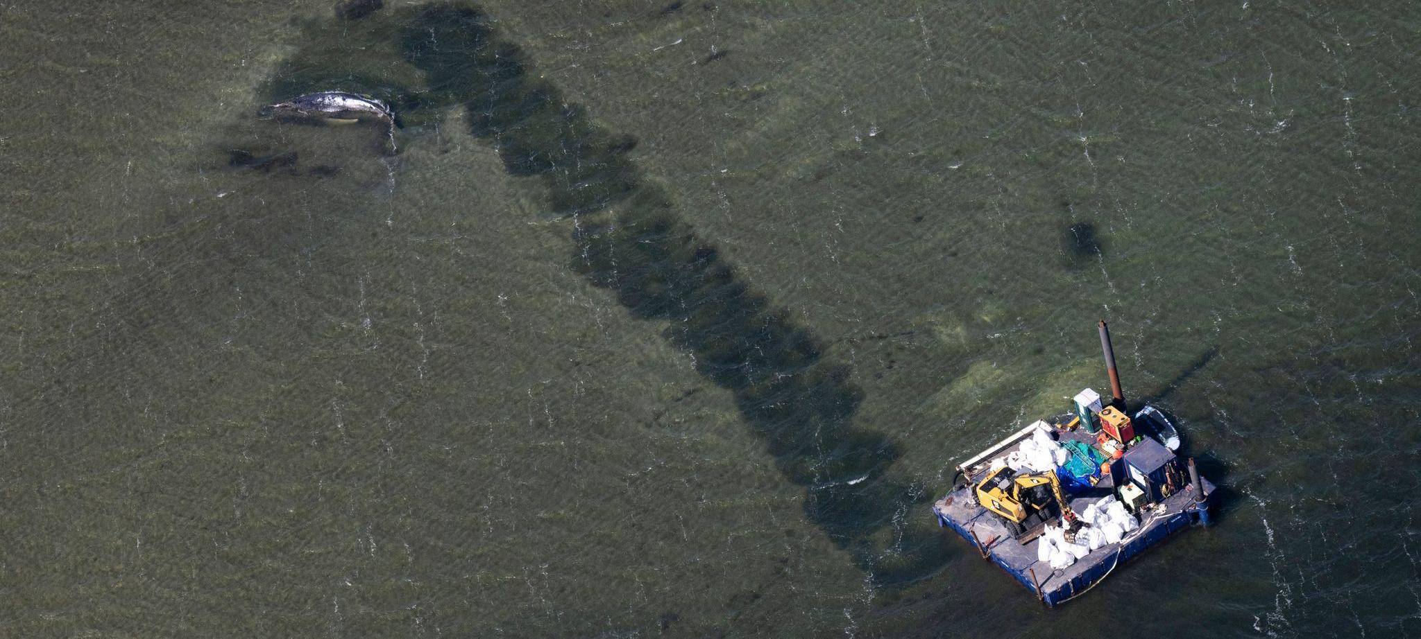 Weitere Entwicklung zum Buckelwal in der Ostsee