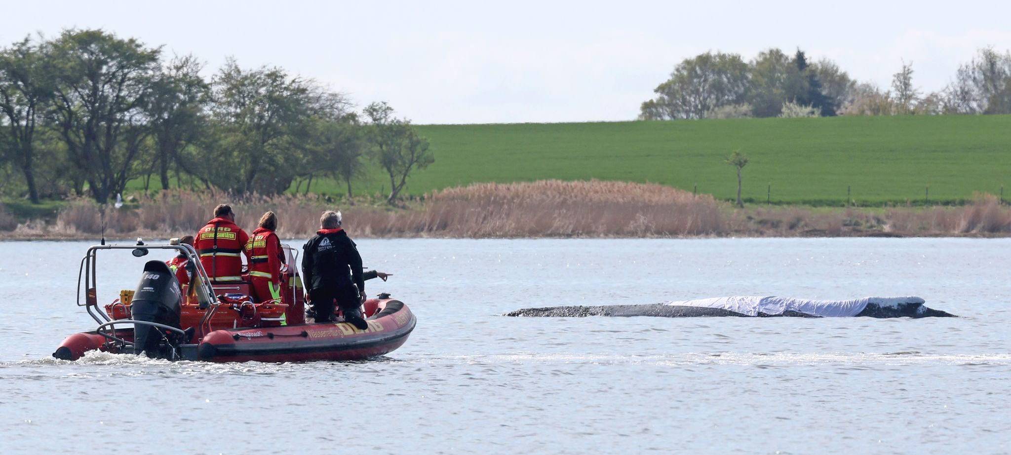 Weitere Entwicklung zum Buckelwal in der Ostsee