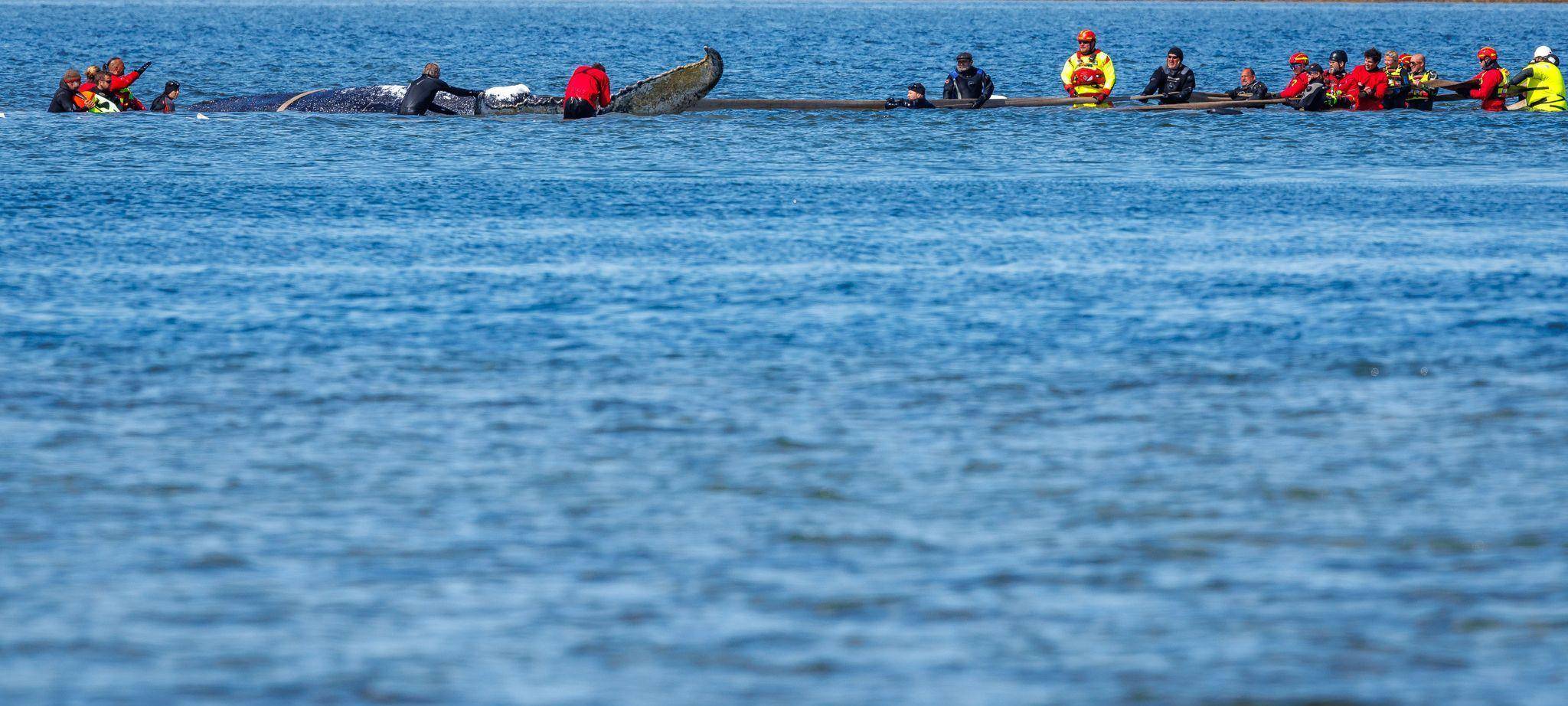 Weitere Entwicklung zum Buckelwal in der Ostsee