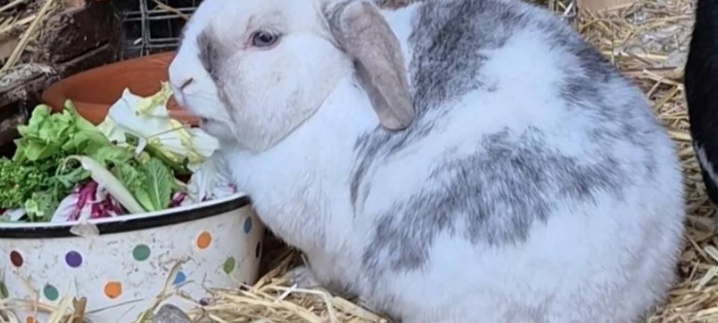Zwergwidderkaninchen Olaf(Schlappohren) vermisst