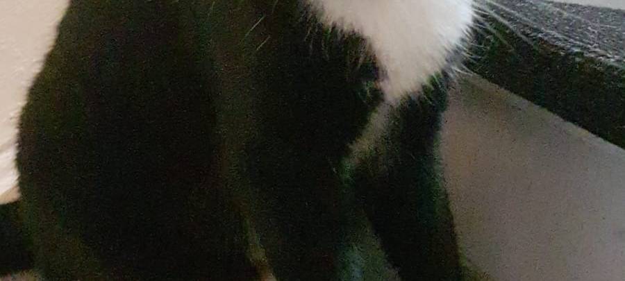 Kater Dante vermisst in Bensberg